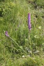 Dactylorhiza x braunii (Halácsy) Borsos & Soó ?<br/>Munții Ceahlău, Poiana Stănile, 8 Jul 2011 © Adrian Schlesinger - public domain (<a href=https://creativecommons.org/publicdomain/zero/1.0/ target=_blank>CC0 1.0</a>)